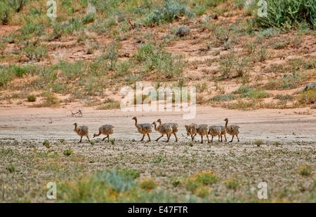 Strauß Küken, Struthio Camelus, Kgalagadi Transfrontier Park, Kalahari, Südafrika, Botswana, Afrika Stockfoto