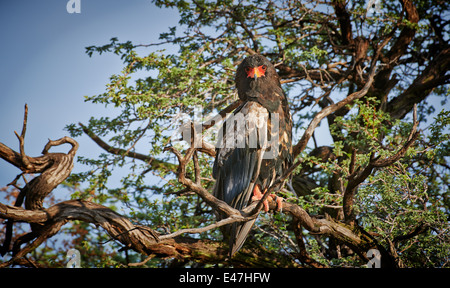 Bateleur Adler sitzt auf einem Baum, Terathopius Ecaudatus, Kgalagadi Transfrontier Park, Kalahari, Südafrika, Botswana, Afrika Stockfoto