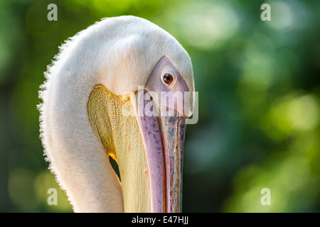 Wilde Pelican Portrait im Donaudelta Stockfoto