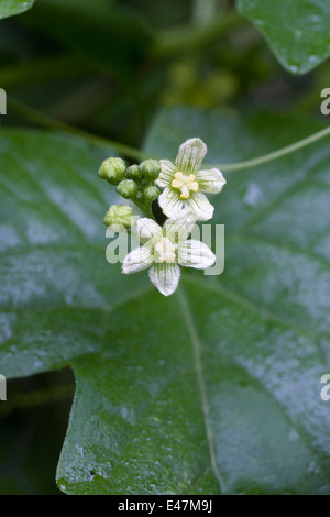 Bryonia Dioica. Bryony in Blüte. Stockfoto