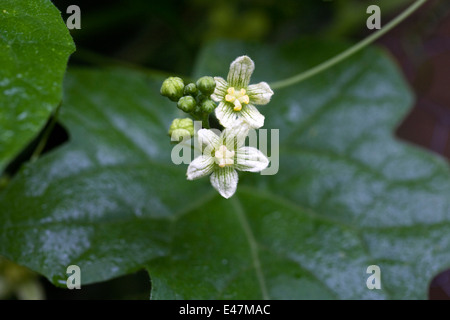 Bryonia Dioica. Bryony in Blüte. Stockfoto