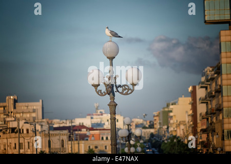 Möwe (Larinae Rafinesque) stehend auf Straßenlaterne in Gallipoli (Le) im südlichen Italien Stockfoto