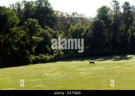 Hirsch auf Wiese. Stockfoto