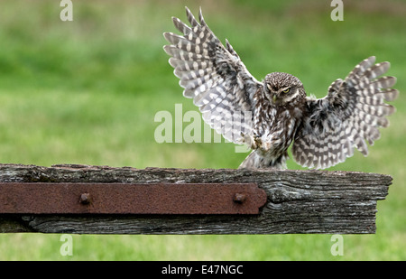 Steinkauz-Athene Noctua über an Land auf eine alte Holztor. Sommer, Uk. Stockfoto