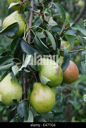 Pyrus Communis 'Magnat' Birne Reife Früchte am Baum Stockfoto
