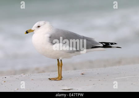 Ring-billed Möwe am Strand von Fort De Soto, Florida, USA. Das Wasser im Hintergrund ist, dass der Golf von Mexiko Stockfoto