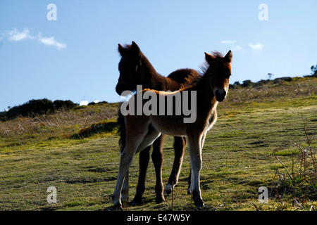 Dartmoor-Ponys, Stuten & Fohlen auf Heu Tor nach unten, zwei Baby-Fohlen in der Sonne spielen Stockfoto