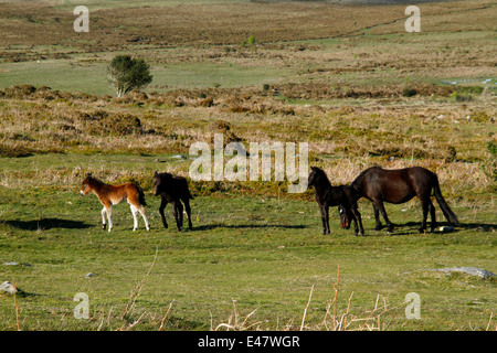 Dartmoor-Ponys, Stuten & Fohlen auf Heu Tor hinunter, Pferde Fohlen Kinderkrippe wilde & frei auf der Heide, Freiflächen Stockfoto