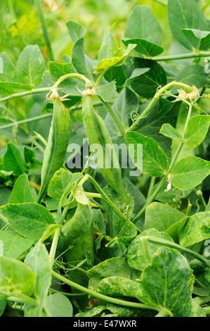 Hülsen von Erbsen auf der Busch wächst Stockfoto