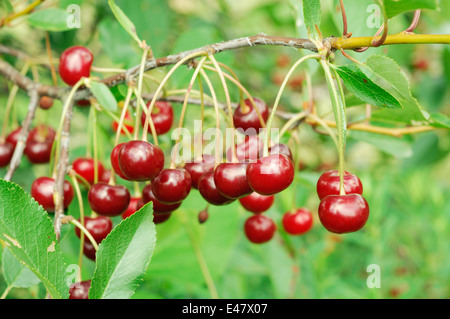 Zweig der reifen Kirschen. Viele helle Beeren. Stockfoto