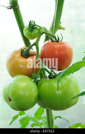 Zweig der bereit, Tomaten auf den Schaft im Gewächshaus Reifen Stockfoto