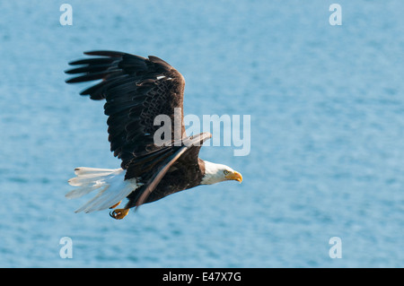 Weißkopfseeadler Haliaeetus Leucocephalus fliegen Angeln in der Nähe von Prince Rupert, Britisch-Kolumbien, Kanada. Stockfoto