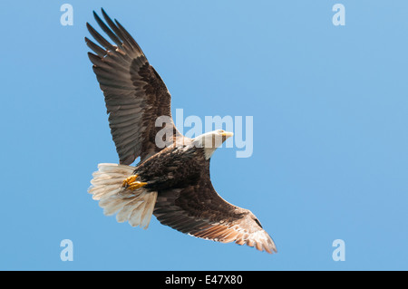 Weißkopfseeadler Haliaeetus Leucocephalus fliegen Angeln in der Nähe von Prince Rupert, Britisch-Kolumbien, Kanada. Stockfoto