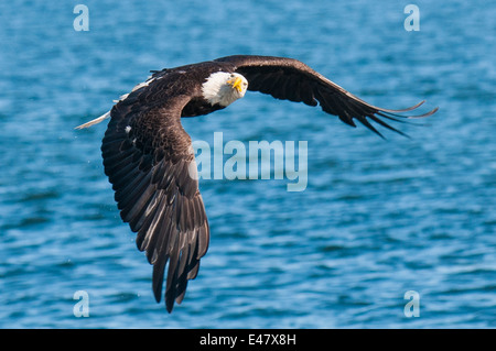 Weißkopfseeadler Haliaeetus Leucocephalus fliegen Angeln in der Nähe von Prince Rupert, Britisch-Kolumbien, Kanada. Stockfoto