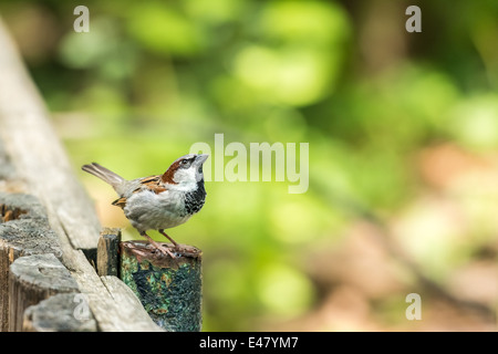 Kleine Spatz am Holzzaun Stockfoto