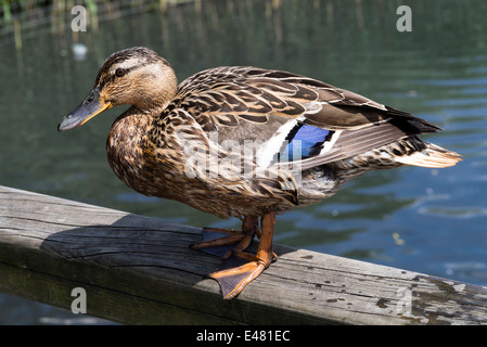 Weibliche Stockente thront auf einem Zaun von Wasser bei Fairburn Ings West Yorkshire England Vereinigtes Königreich UK Stockfoto