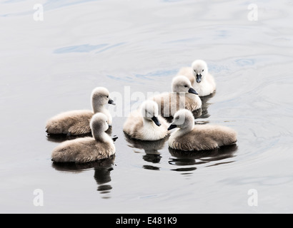 Sechs flauschige Höckerschwan Cygnets in einer Gruppe auf dem Wasser an Fairburn Ings West Yorkshire in England, Vereinigtes Königreich Großbritannien Stockfoto