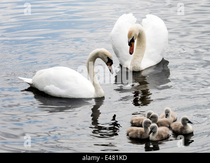 Eine Familie von Höckerschwäne, einschließlich sechs Cygnets auf Wasser bei Fairburn Ings West Yorkshire England Vereinigtes Königreich UK Stockfoto