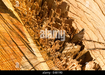 Wie eine Stadt auf einem anderen Planeten, spektakuläre schließen sich der Baumstumpf, Kette, Schnittholz und zerrissen fiel bei der Baum Stockfoto
