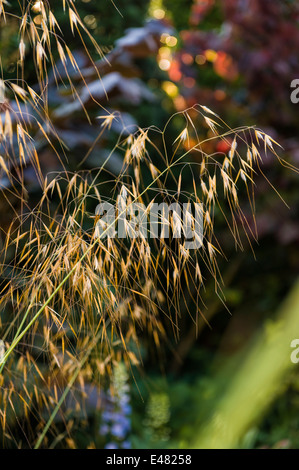 Stipa Gigantea Riesen Feather Grass Golden Hafer. Stockfoto