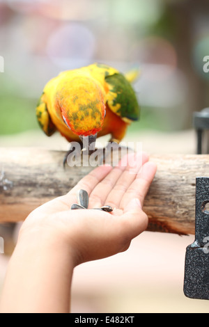 Papagei ist einerseits Menschen Lebensmittel essen. Stockfoto