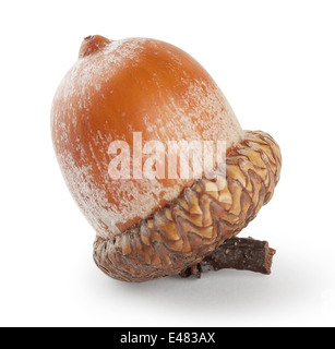Braune Eichel isoliert auf weißem Hintergrund Stockfoto