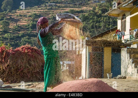 Eine Frau, Worfeln die Spreu, Uttarakhand, Indien. Stockfoto