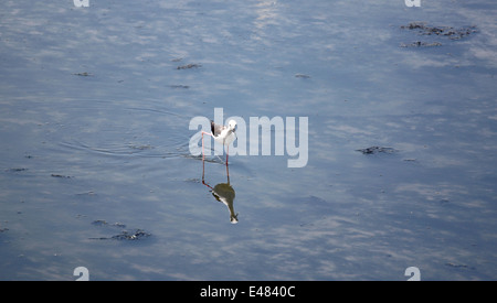 Stelzenläufer (Himantopus Himantopus) bei der Nahrungssuche am Meer. Stockfoto