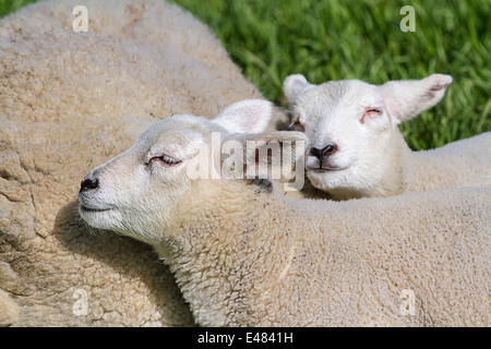 Mutter Lamm und zwei Baby Lamm schlafen unten in der Wiese Stockfoto