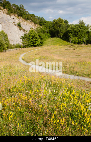 Warton Crag (Steinbruch) Schmetterling Wiese Stockfoto