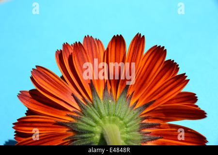 Ringelblume, Calendula Officinalis: Indian Prince Stockfoto