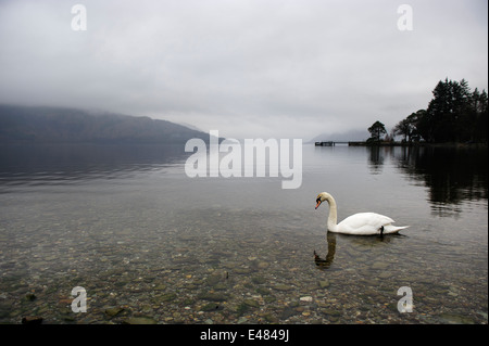 Ansicht einer ein weißer Schwan auf dem Loch Lomond in ein nebliger Morgen bei der Loch Lomond & The Trossachs National Park, Schottland, UK. Stockfoto