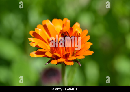 Ringelblume, Calendula Officinalis: Indian Prince Stockfoto