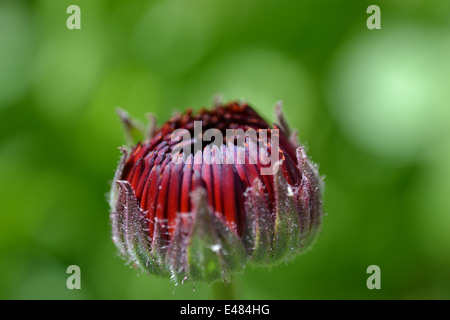 Ringelblume, Calendula Officinalis: Indian Prince Stockfoto