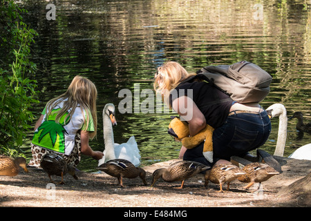 Fütterung des Schwans Milton Cambridgeshire England Stockfoto