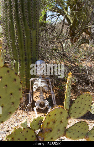 Skelett gelehnt Saguaro-Kaktus in der Wüste Einstellung Stockfoto