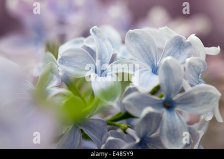 Makroaufnahme von lila Blume Stockfoto