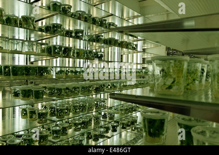 Max-Planck-Institut für Molekulare Pflanzenphysiologie Stockfoto