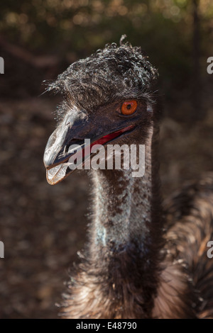 Ein Emu Bunbury Wildlife Park in Bunbury in Westaustralien Stockfoto