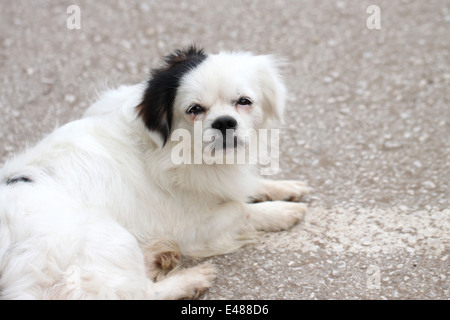 Weißer Hund schlafend auf dem Boden liegend. Stockfoto