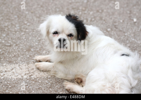 Weißer Hund schlafend auf dem Boden liegend. Stockfoto