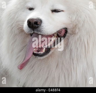 Hund-Porträt eines Samojeden oder Bjelkier. Seinen Namen verdankt es dem Samoyedic Völker Sibiriens. Stockfoto