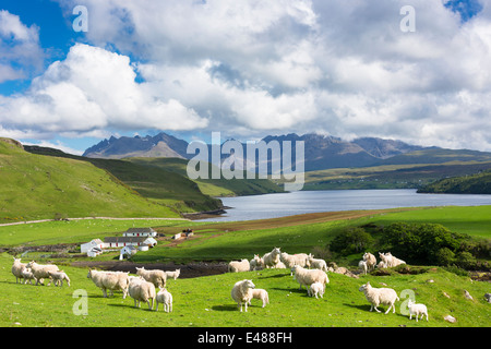 Cuillin Gebirge - Cullins - Croft Farm, Schafe und Loch Harport auf Isle Of Skye in den Highlands und Inseln Schottlands Stockfoto