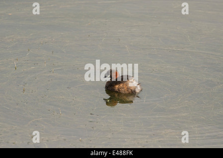 Zwergtaucher (Tachybaptus Ruficollis) schwimmen. Stockfoto