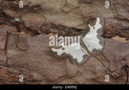 Eine getrübte Grenze Motte - Lomaspilis marginata Stockfoto