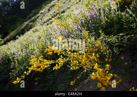 Cytisus Scoparius, Besen Busch in Blume, Wales, UK Stockfoto