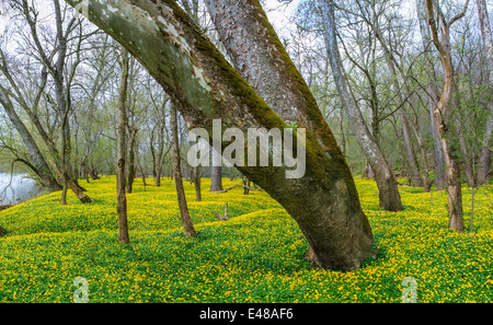 Blumen für den Waldboden neben Little Miami River im zeitigen Frühjahr, südwestlichen Ohio, USA Stockfoto