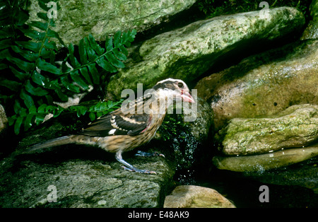 Weibliche Rosebreasted Kernbeißer, Pheucticus sich im Garten Baden Pool, Missouri, USA Stockfoto