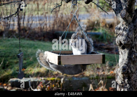Zwei dumme graue Eichhörnchen essen beim Stehlen von Vogelfutterhäuschen aus Yarmouth, Maine, USA Stockfoto