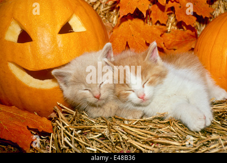 Zwei gelbe Kätzchen schlafen nebeneinander zwischen Kürbisse im Heu mit Herbstlaub, Missouri, USA Stockfoto